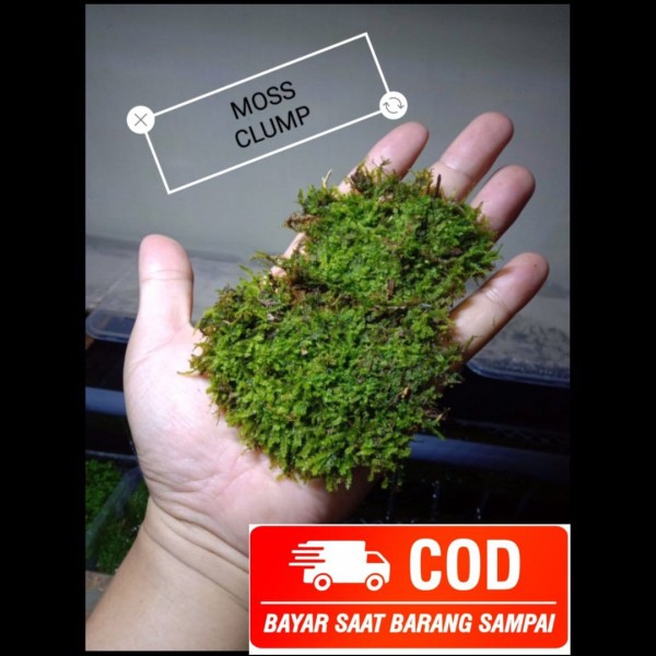 Moss weeping tanaman aquascape